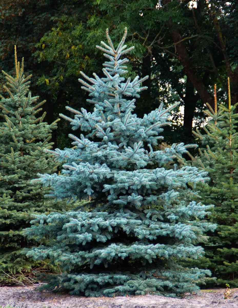 Blue spruce