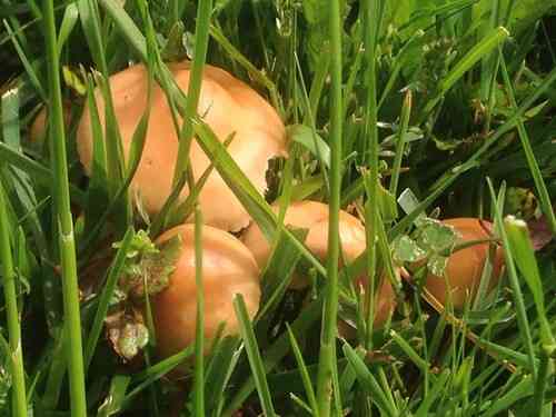 Fairy ring mushroom (Marasmius oreades) thumbnail 3