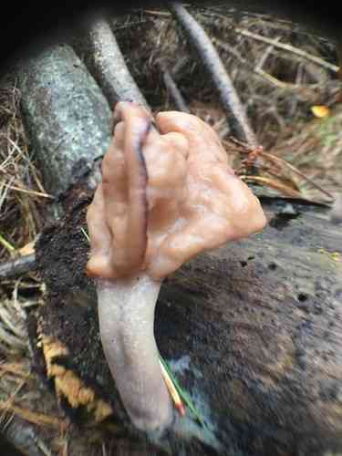 Hooded false morel (Gyromitra infula) thumbnail 2