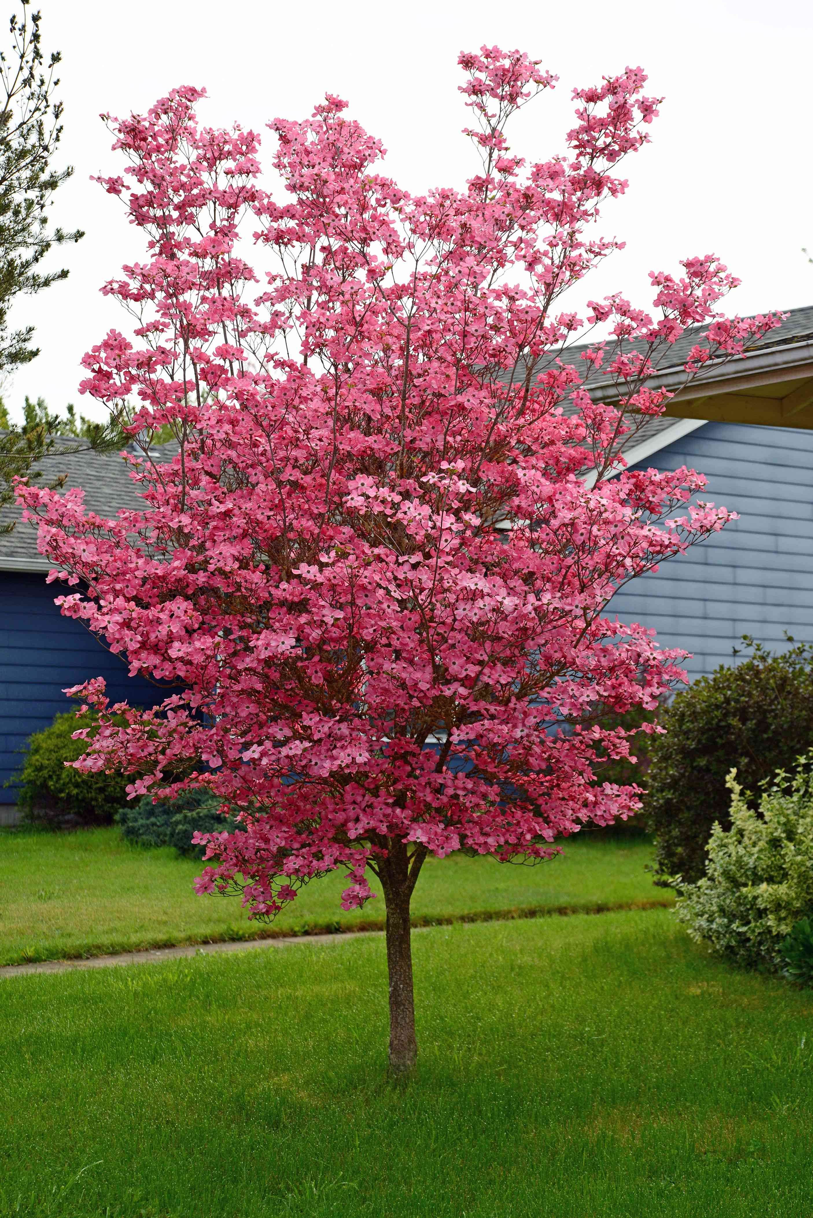 Flowering dogwood