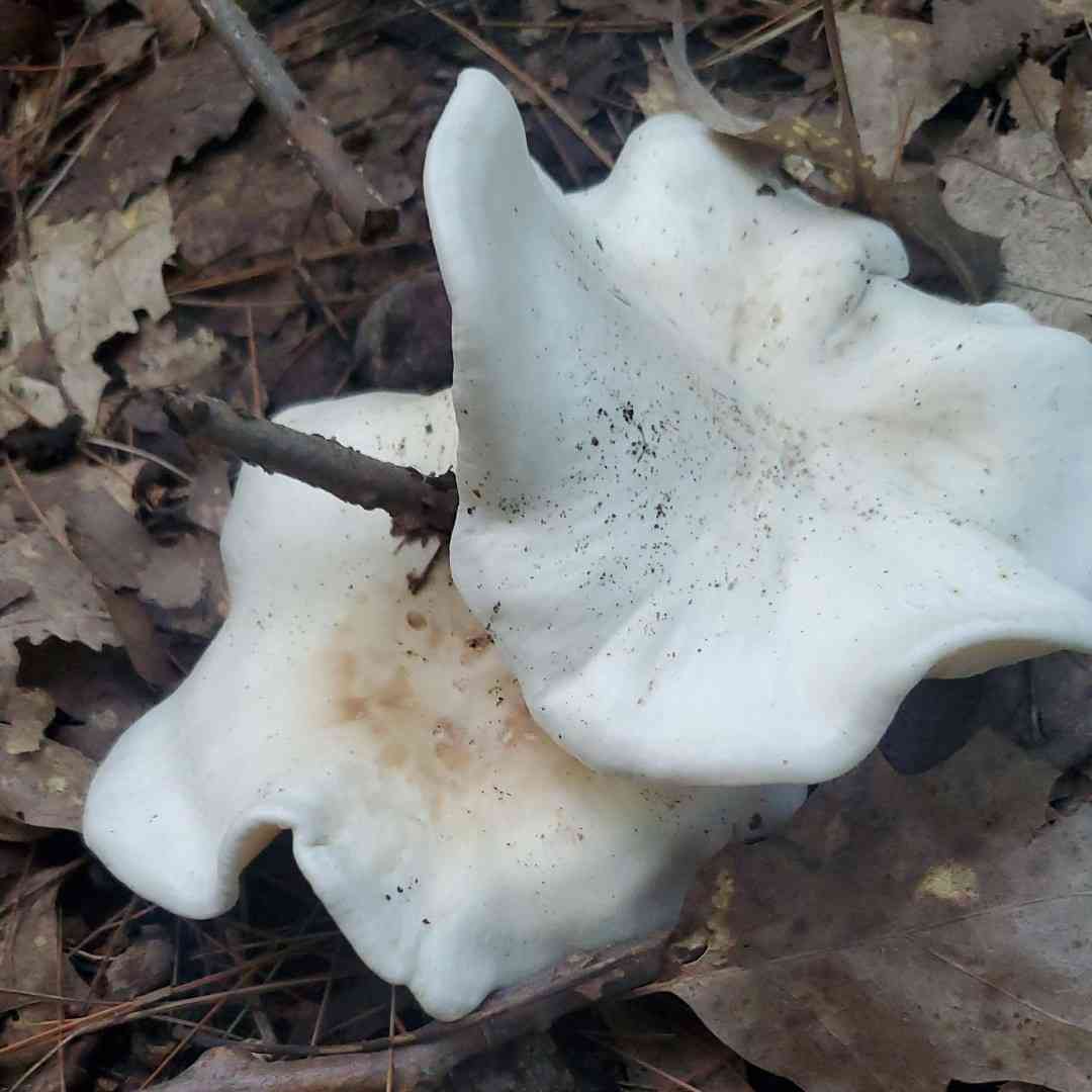 Robust clitocybe (Clitocybe robusta) thumbnail 1