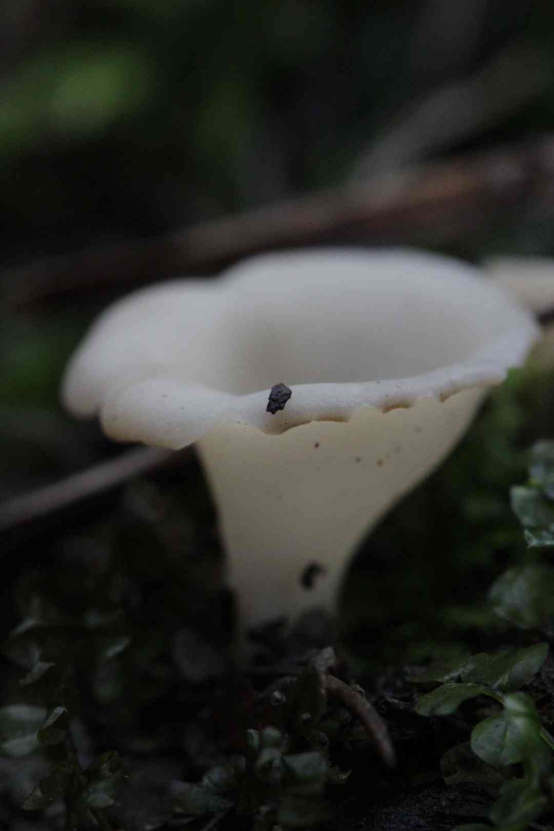 Apricot jelly (Guepinia helvelloides) thumbnail 3