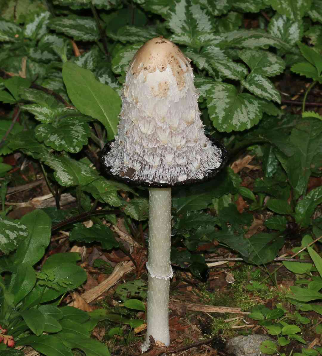 Shaggy mane (Coprinus comatus) thumbnail 1