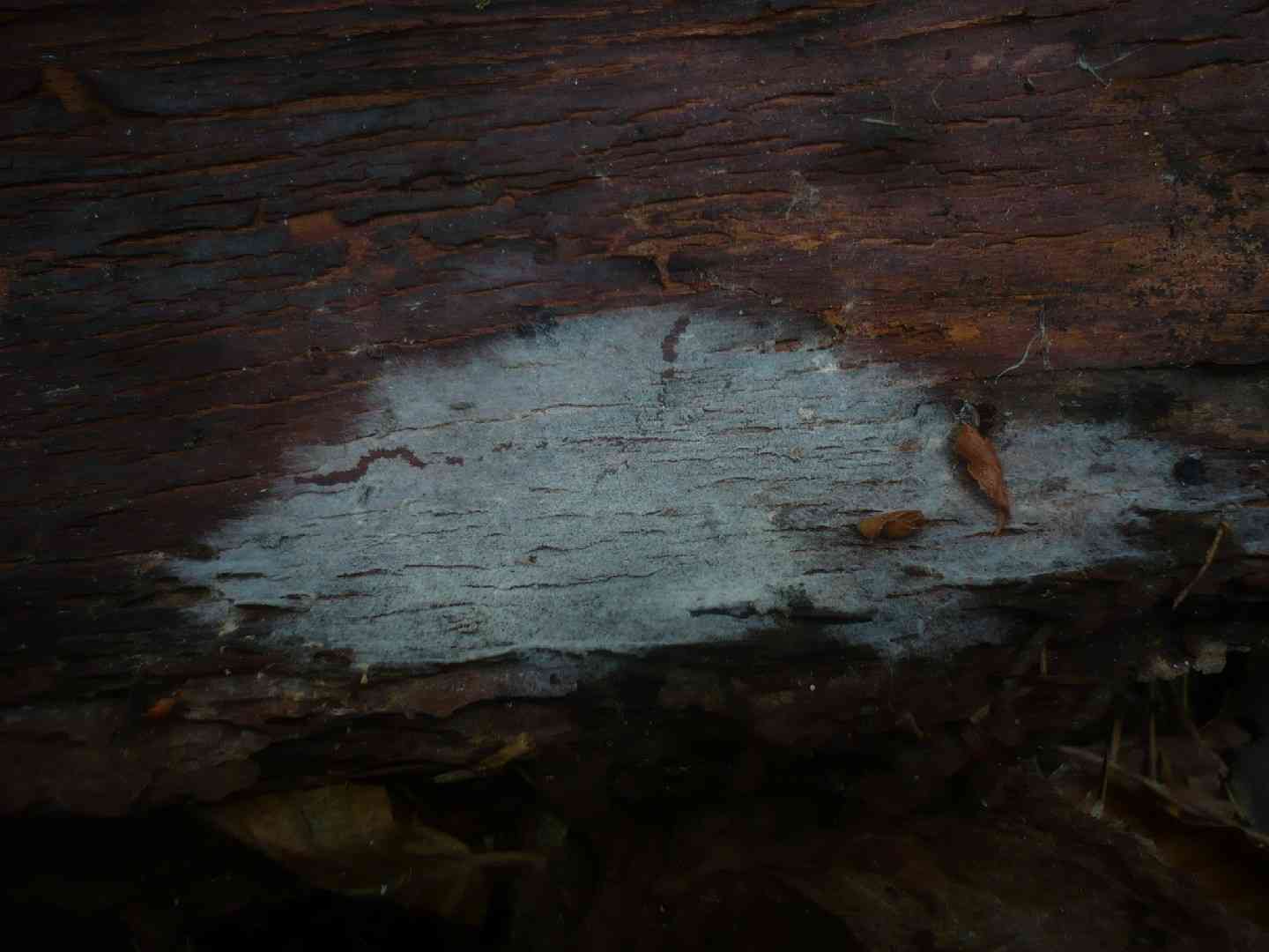 Botryobasidium conspersum (Botryobasidium conspersum) thumbnail 2