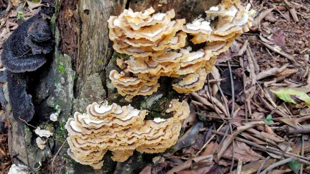 Trametes membranacea (Trametes membranacea) thumbnail 3