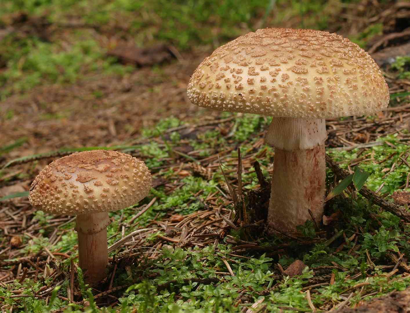 Blusher (Amanita rubescens) thumbnail 3