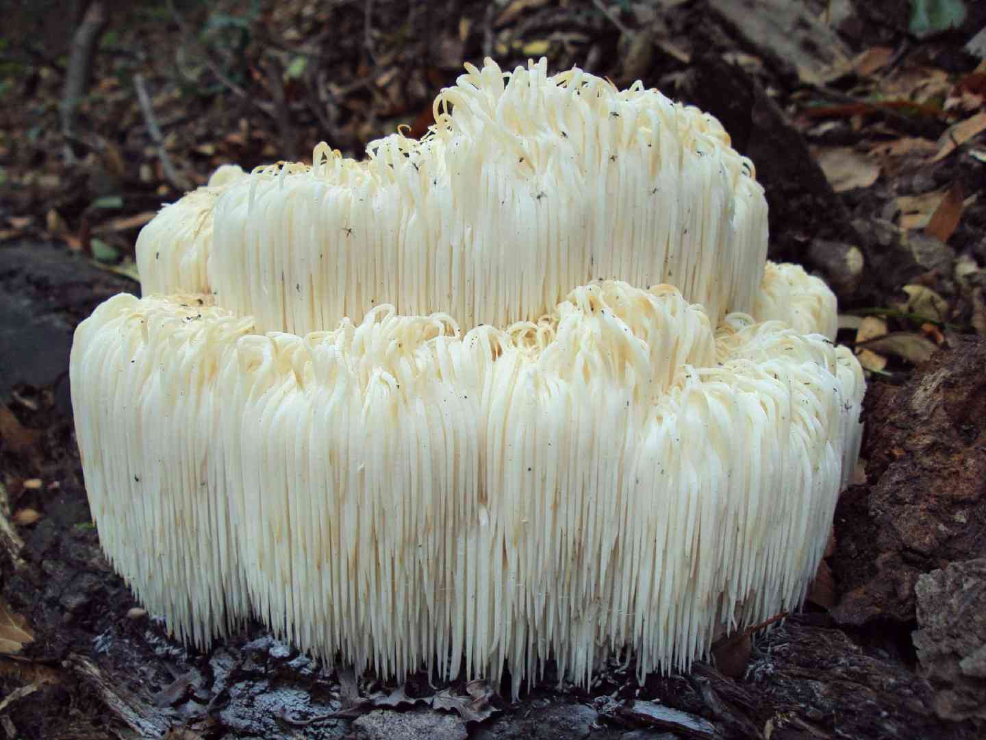 Lion's Mane Mushroom (Hericium erinaceus) thumbnail 1
