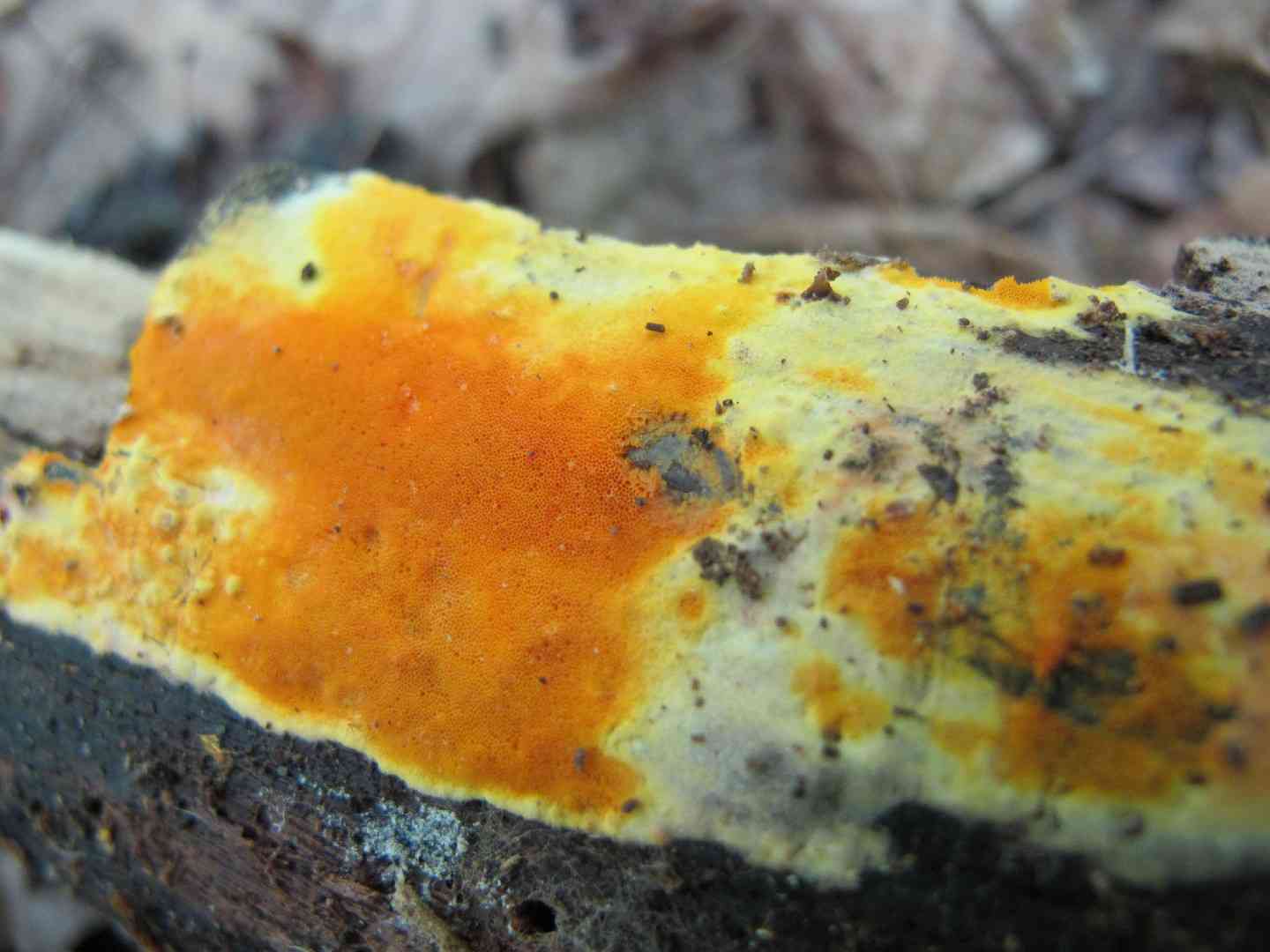 Ceriporia spissa (Ceriporia spissa) thumbnail 1