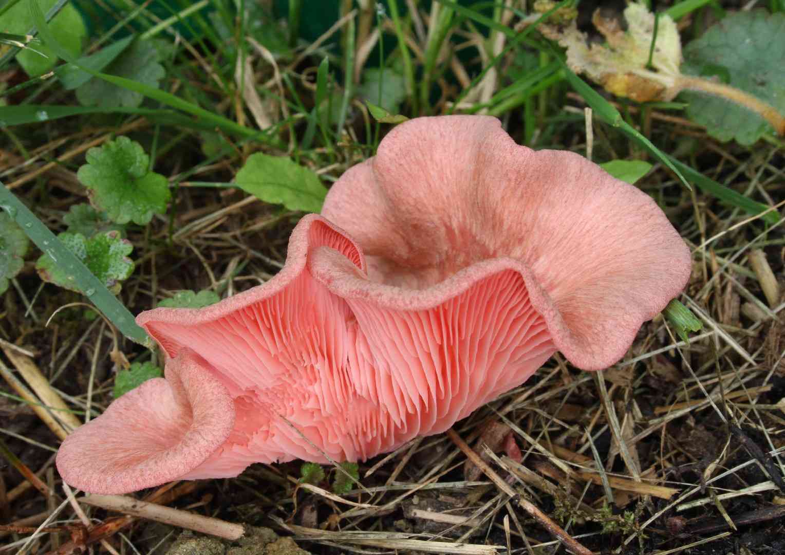 Pink oyster mushroom