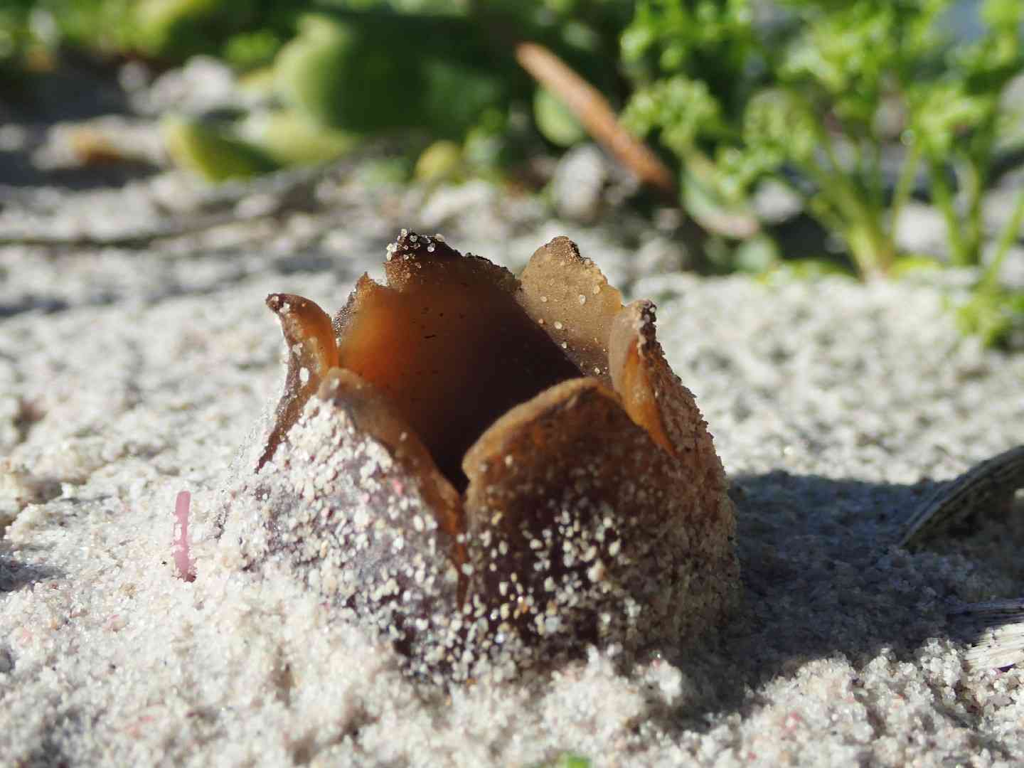 Dune cup (Peziza ammophila) thumbnail 3