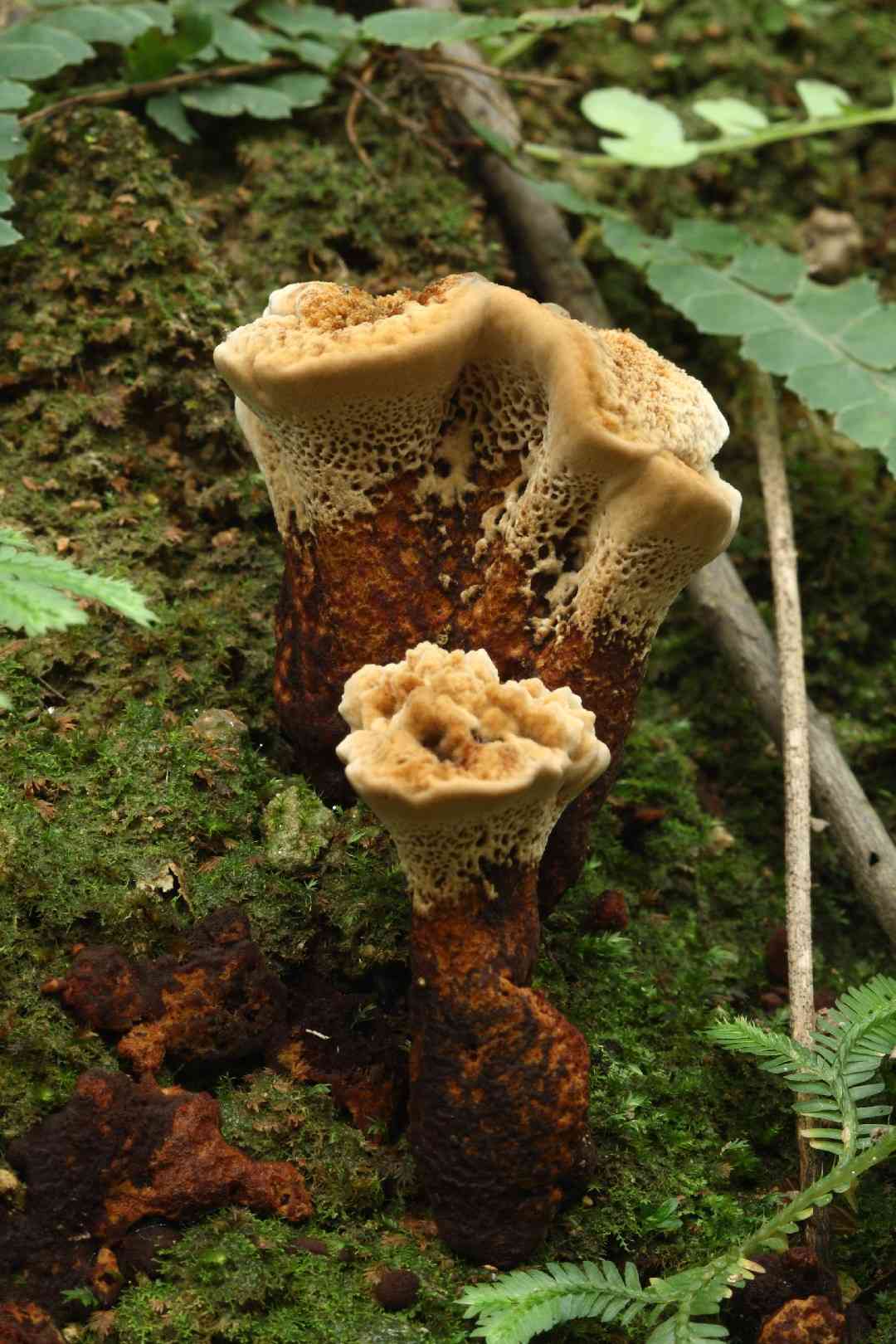 Coltricia montagnei (Coltricia montagnei) thumbnail 2