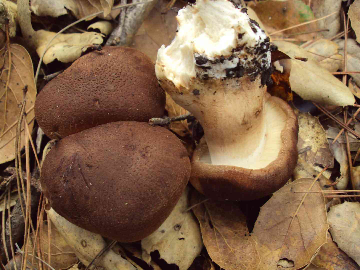 Matt knight (Tricholoma imbricatum) thumbnail 2
