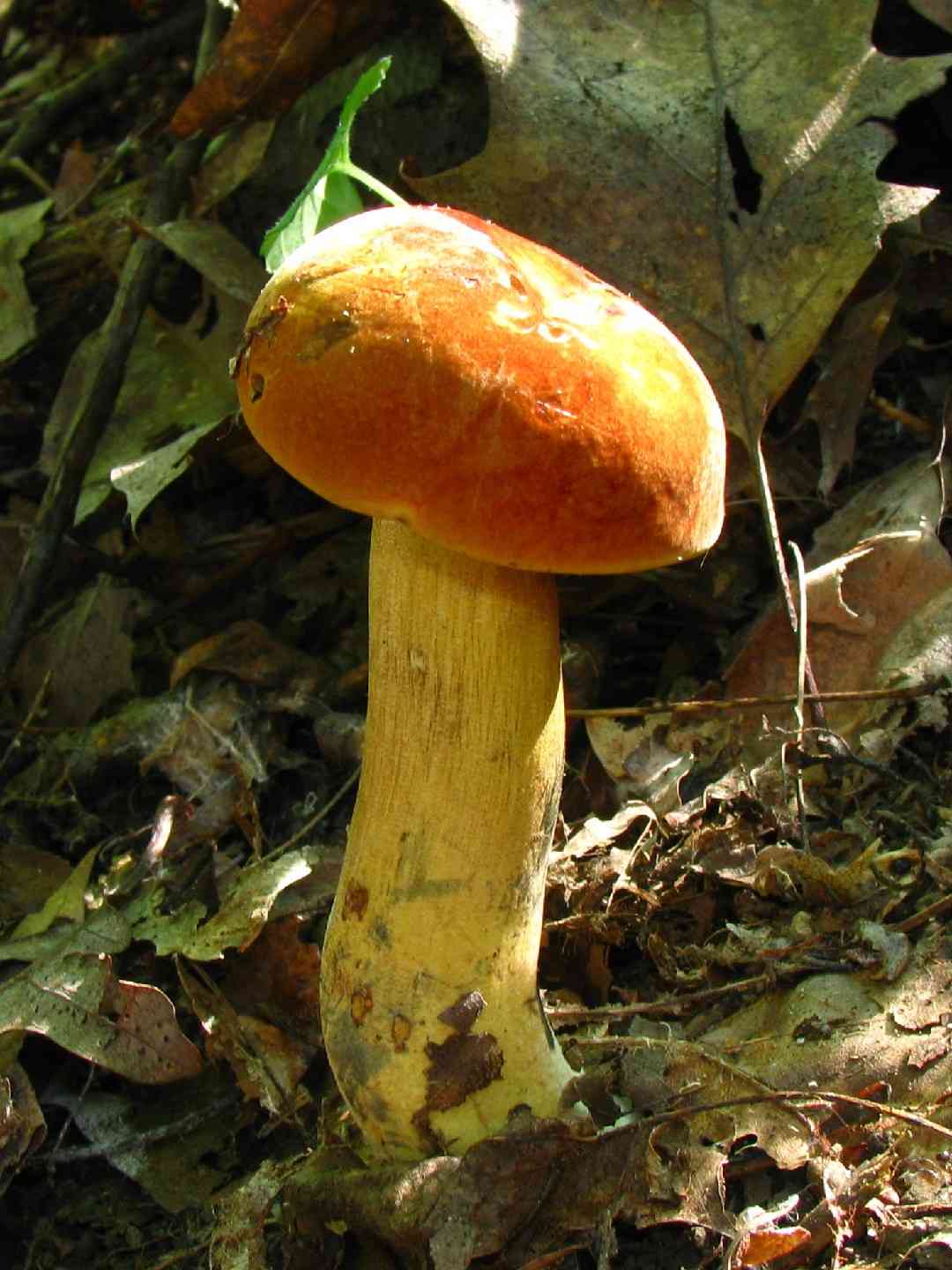 Boletus subluridellus (Boletus subluridellus) thumbnail 1
