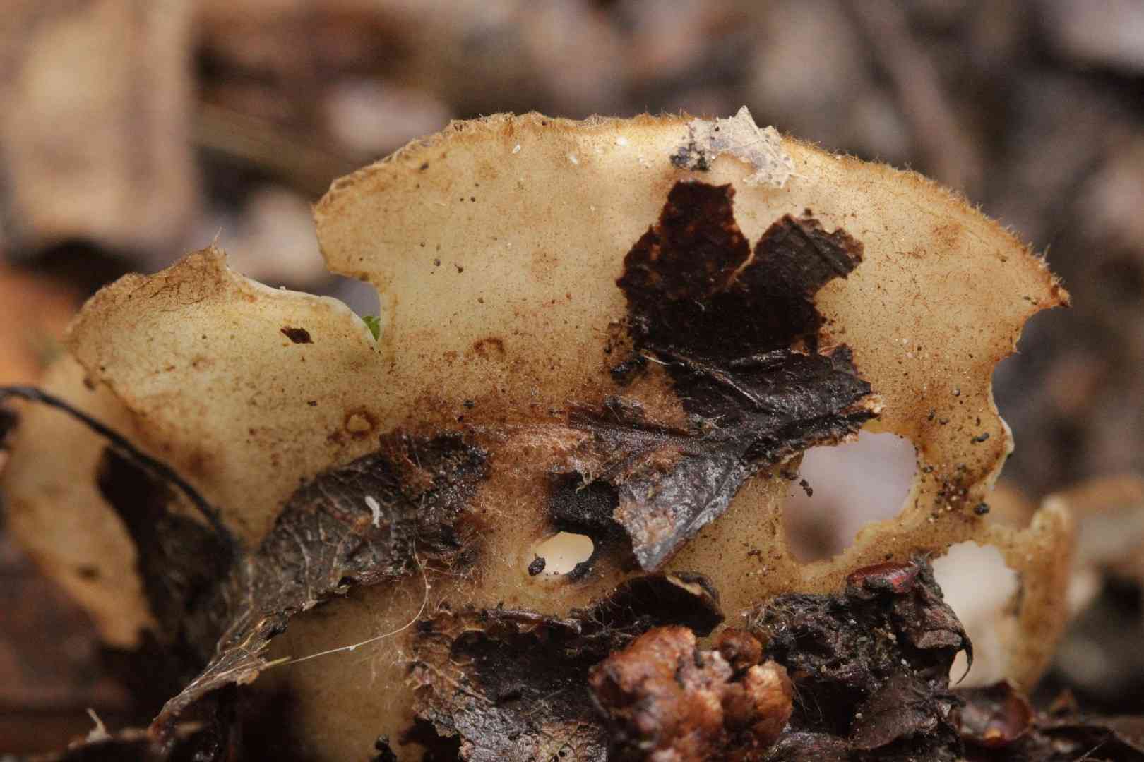 Hairy fairy cup (Humaria hemisphaerica) thumbnail 2