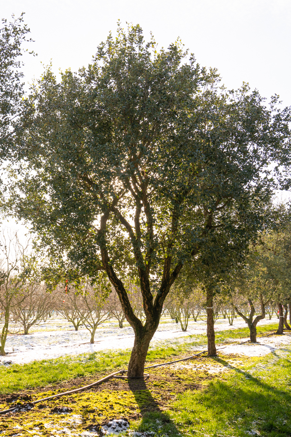 Cork oak