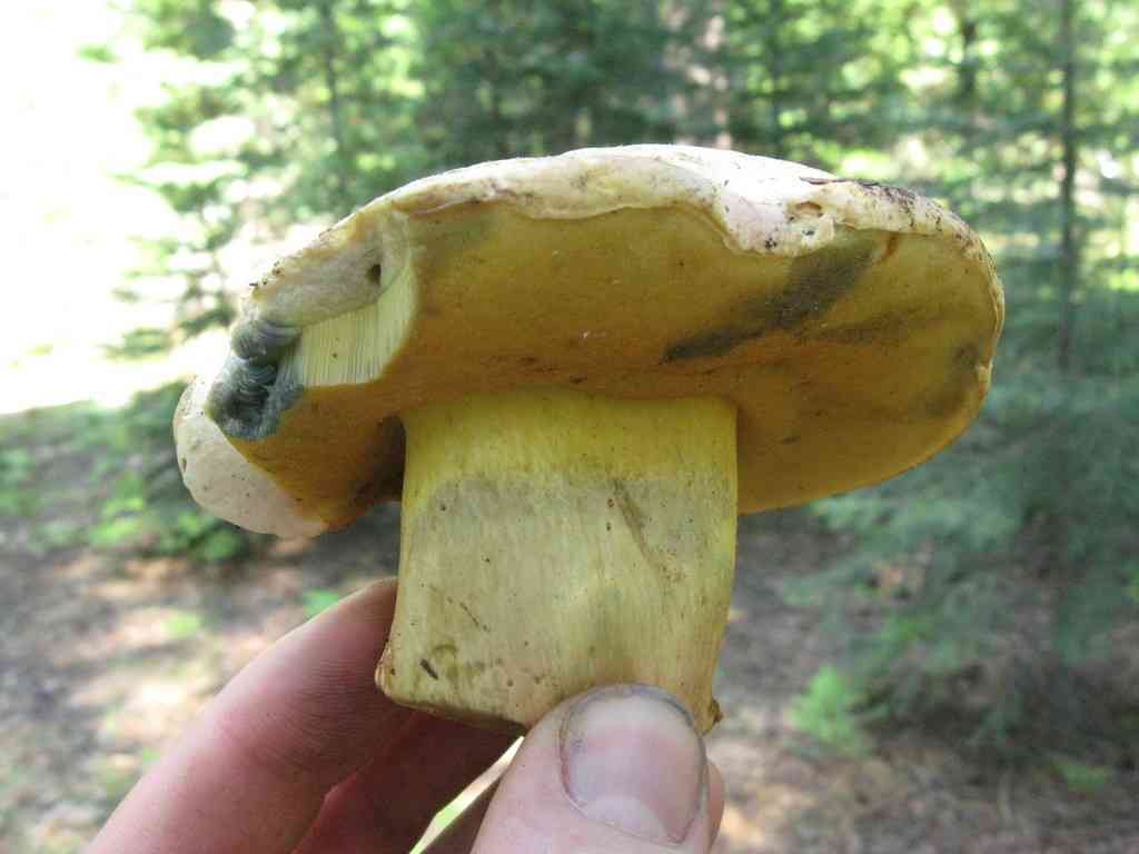 Red-stipe bolete