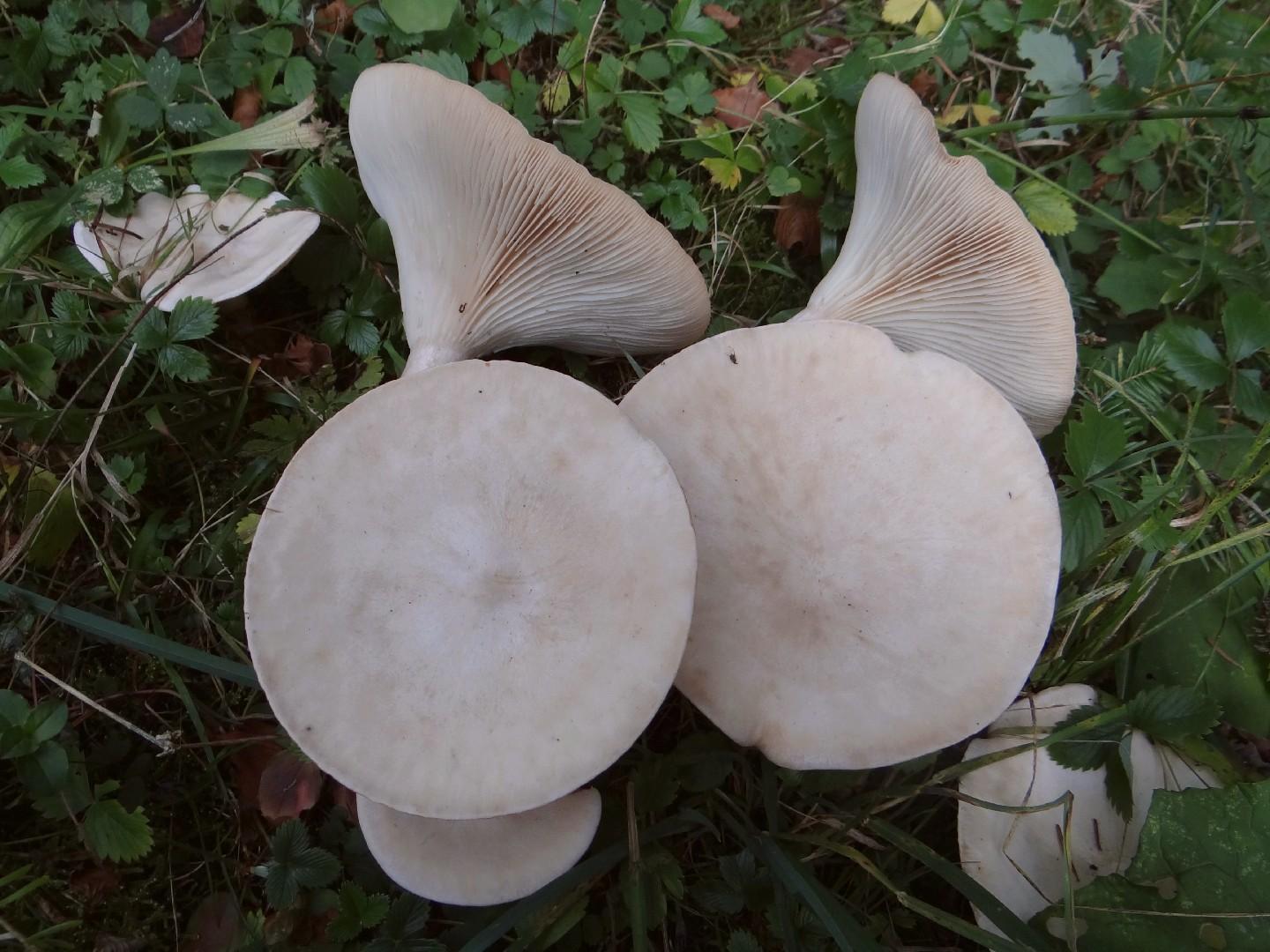Common funnel thumbnail 3