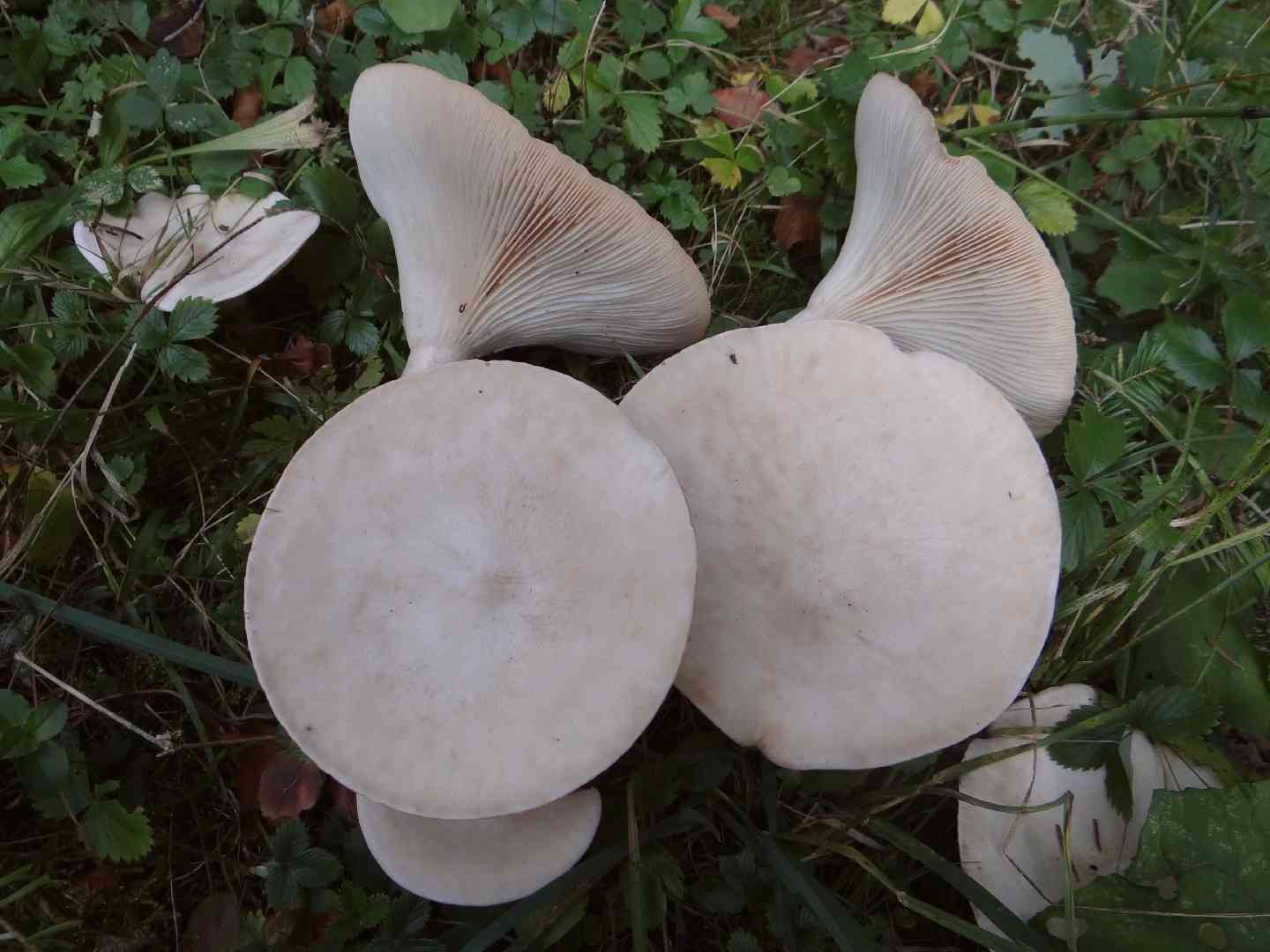 Common funnel (Clitocybe gibba) thumbnail 3
