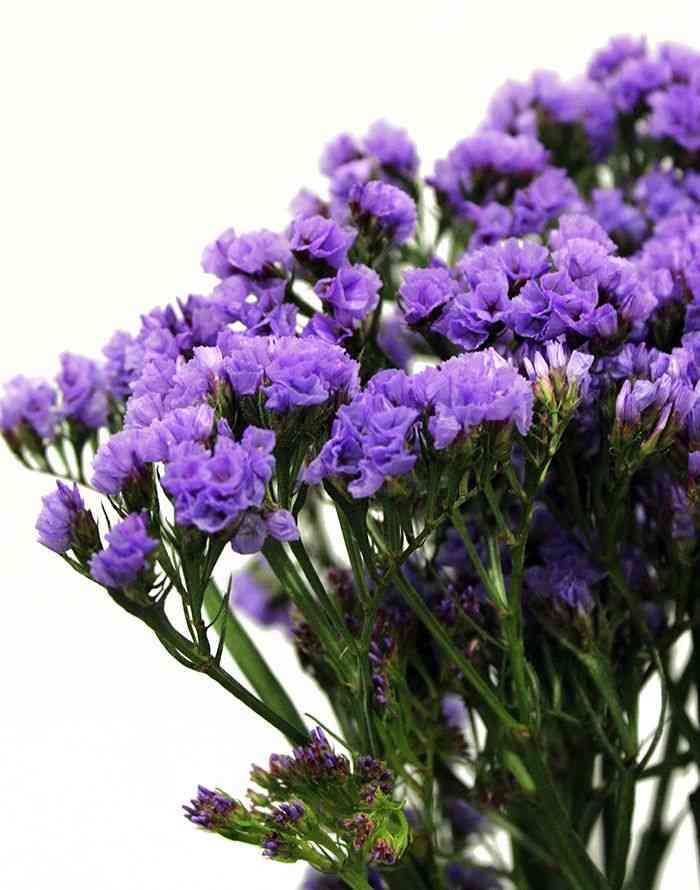 Wavyleaf sea lavender