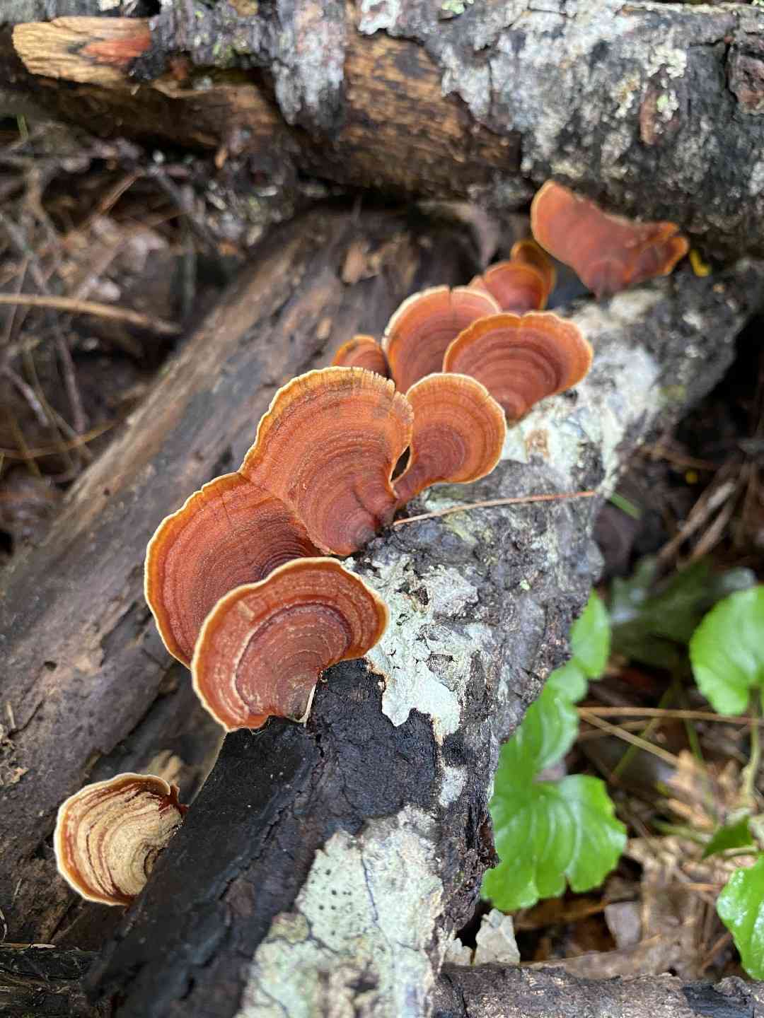 False turkey-tail