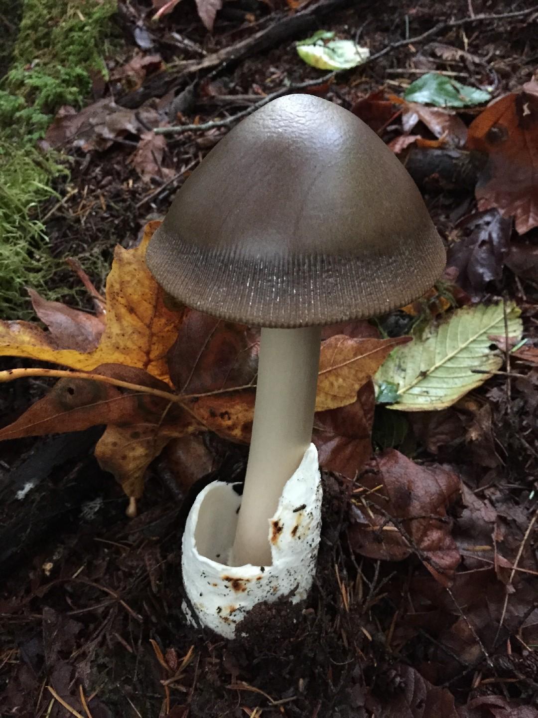 Western grisette