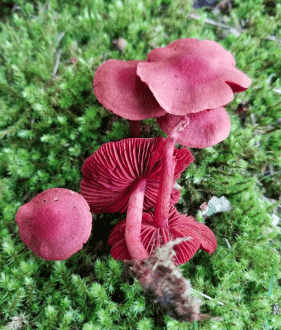 Bloodred webcap
