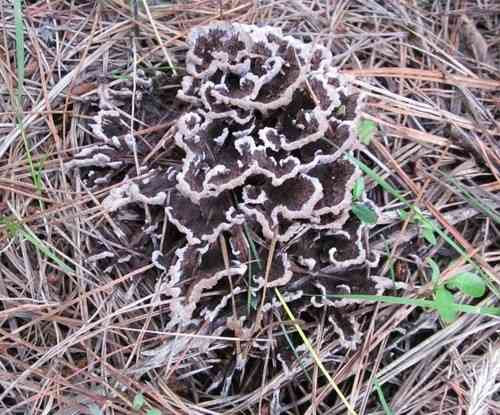 Earthfan (Thelephora terrestris) thumbnail 3