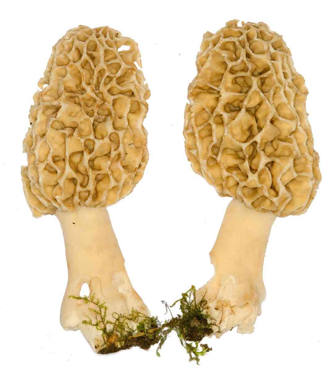 Yellow morel (Morchella esculenta) thumbnail 3