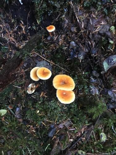 False chanterelle thumbnail 2