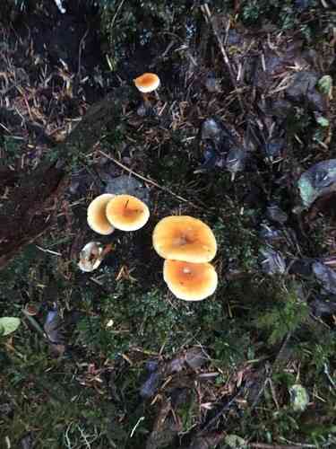 False chanterelle (Hygrophoropsis aurantiaca) thumbnail 2