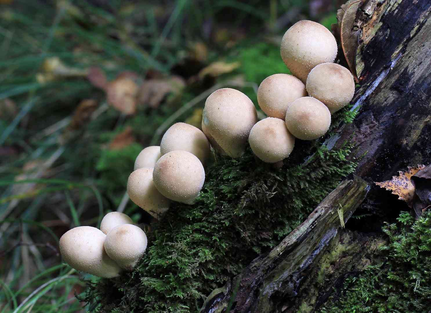 Pear-shaped puffball