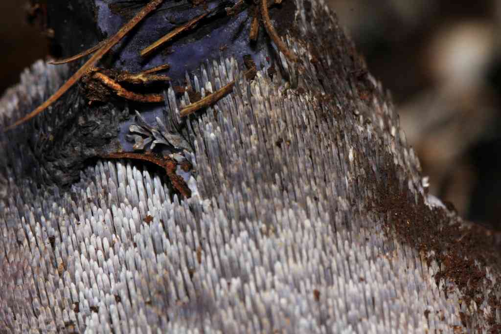 Blue Tooth (Hydnellum caeruleum) thumbnail 2