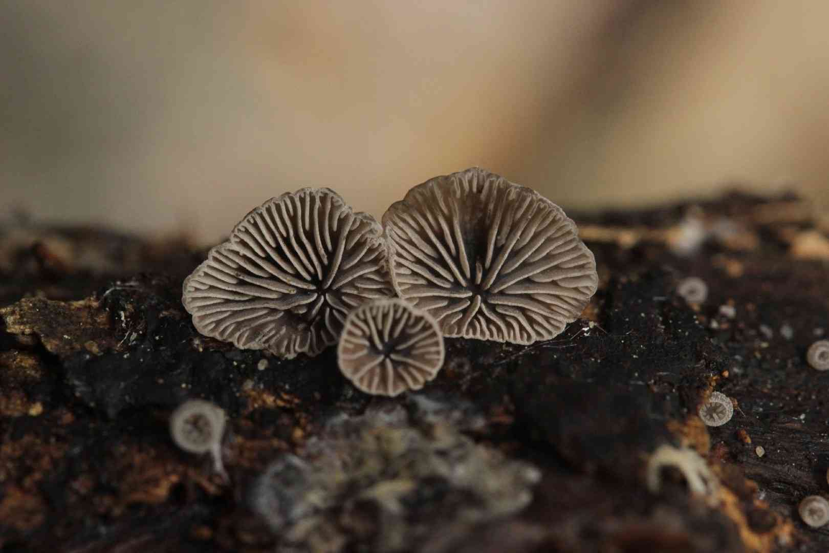 Smoked oysterling (Resupinatus applicatus) thumbnail 1