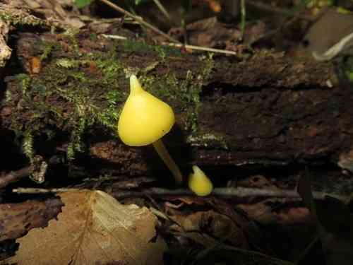 Yellow unicorn entoloma (Entoloma murrayi) thumbnail 2
