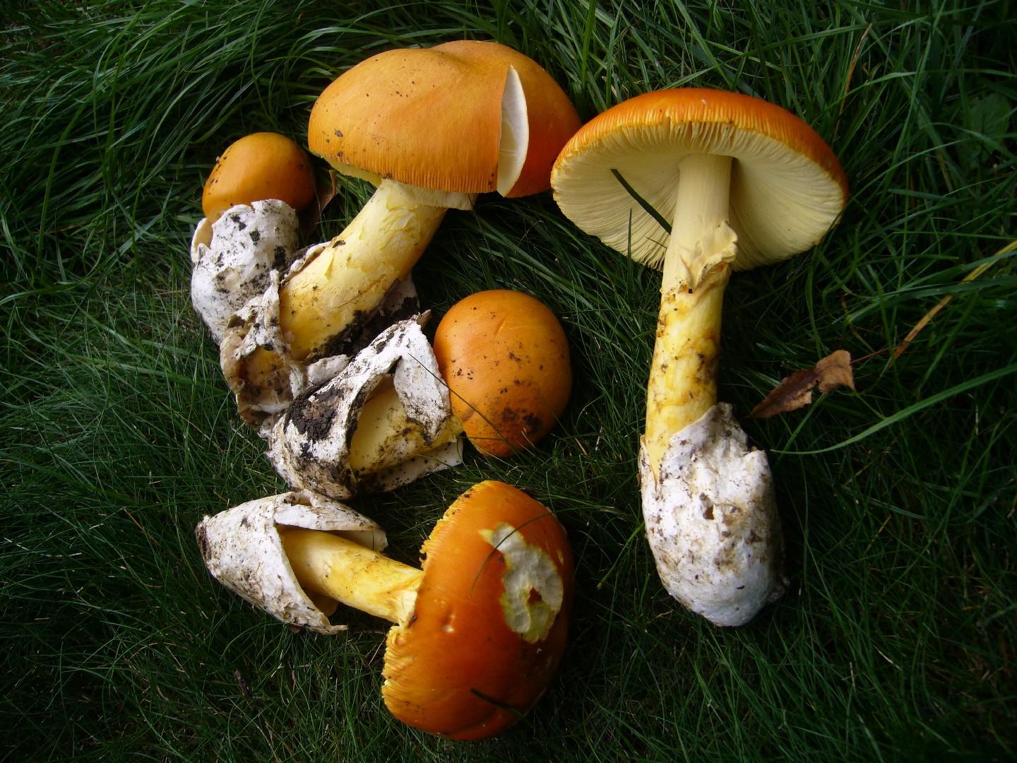 Caesar's mushroom