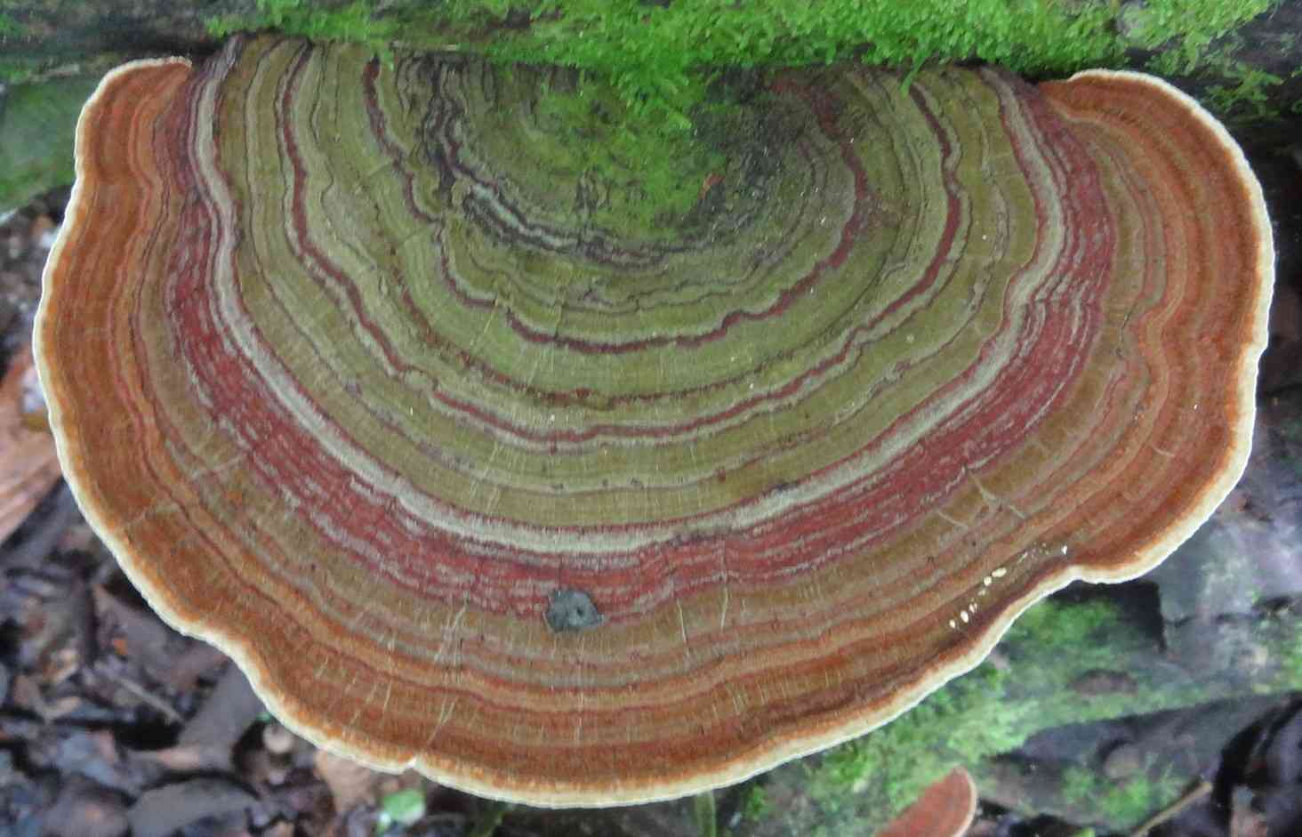 Trametes polyzona (Trametes polyzona) thumbnail 1