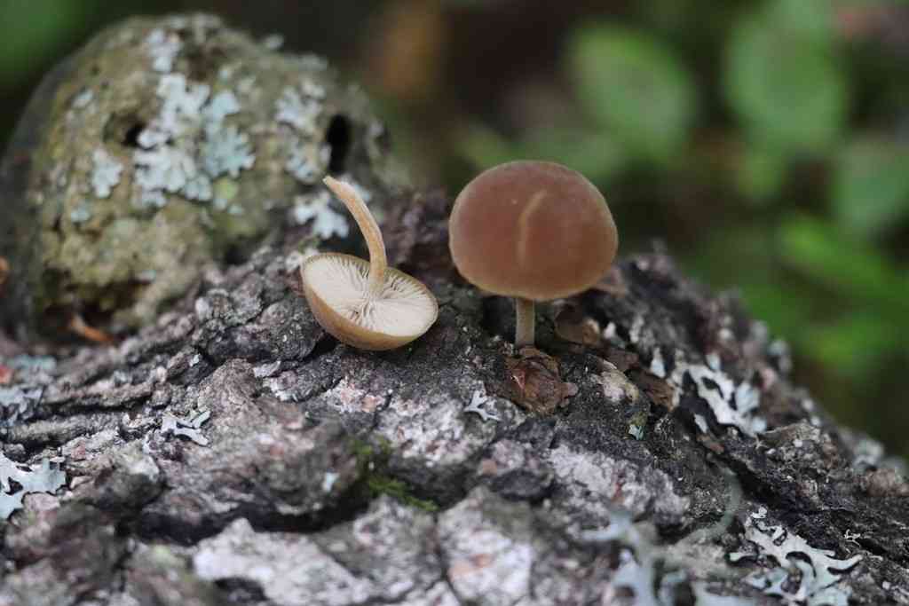 Velvet twiglet (Simocybe sumptuosa) thumbnail 2