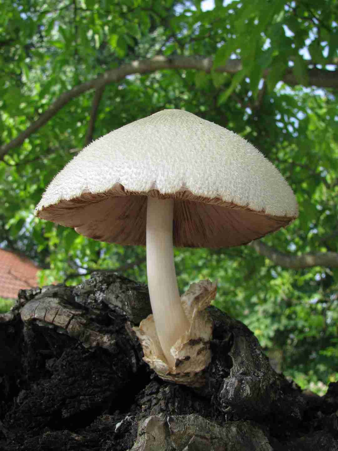 Silky sheath (Volvariella bombycina)