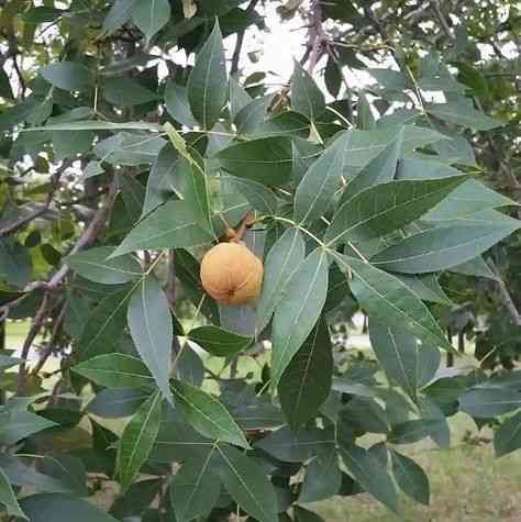 Pignut hickory