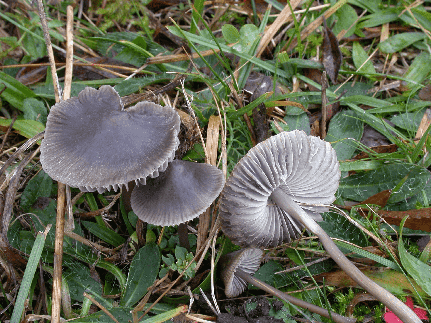 Drab bonnet (Mycena aetites) thumbnail 3
