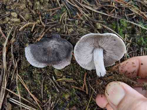 Grey knight (Tricholoma terreum) thumbnail 3