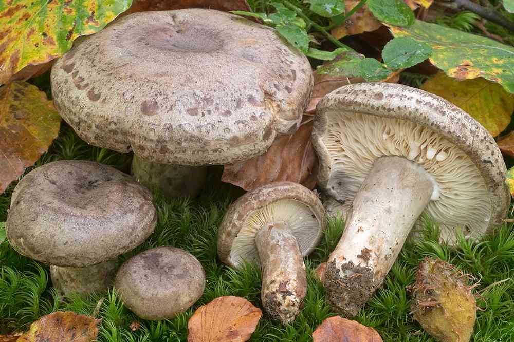 Lactarius fluens (Lactarius fluens) thumbnail 2