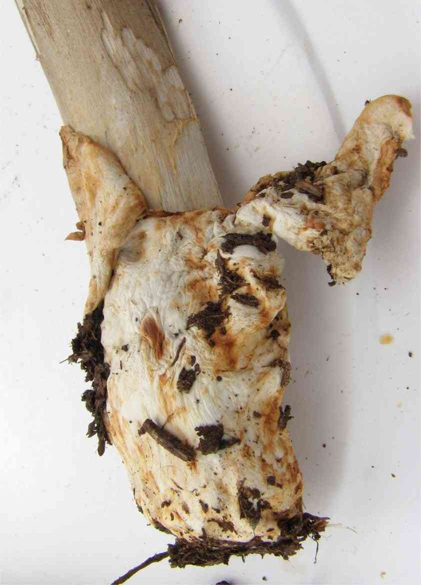 Umber-zoned ringless amanita (Amanita battarrae) thumbnail 1