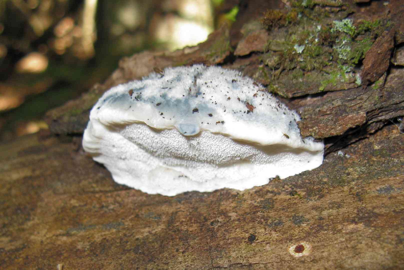 Blue cheese polypore