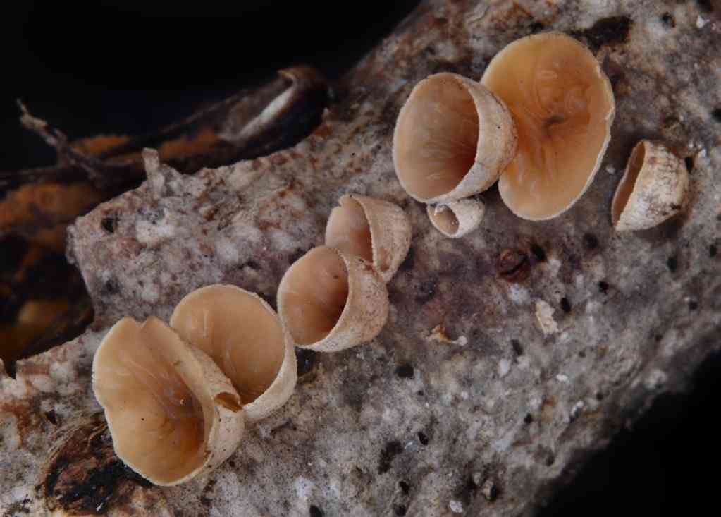 Poplar bells (Schizophyllum amplum) thumbnail 2