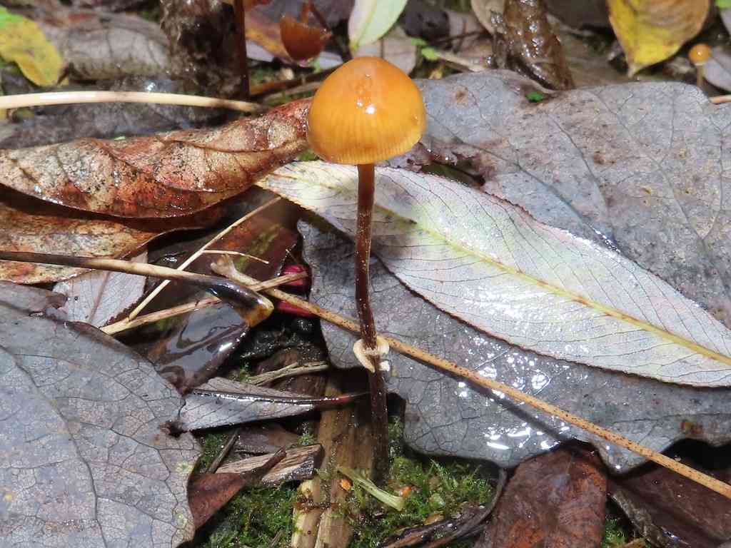 Ringed conecap (Conocybe arrhenii) thumbnail 2