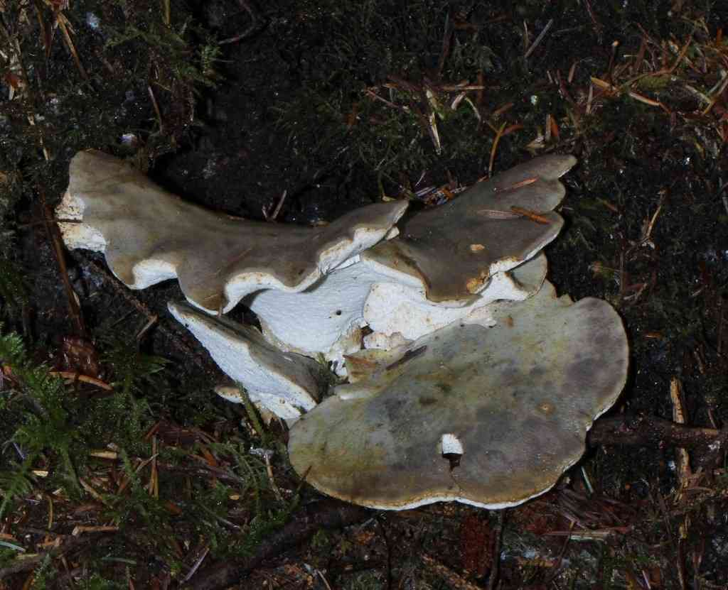 Blue knight (Albatrellopsis flettii) thumbnail 2