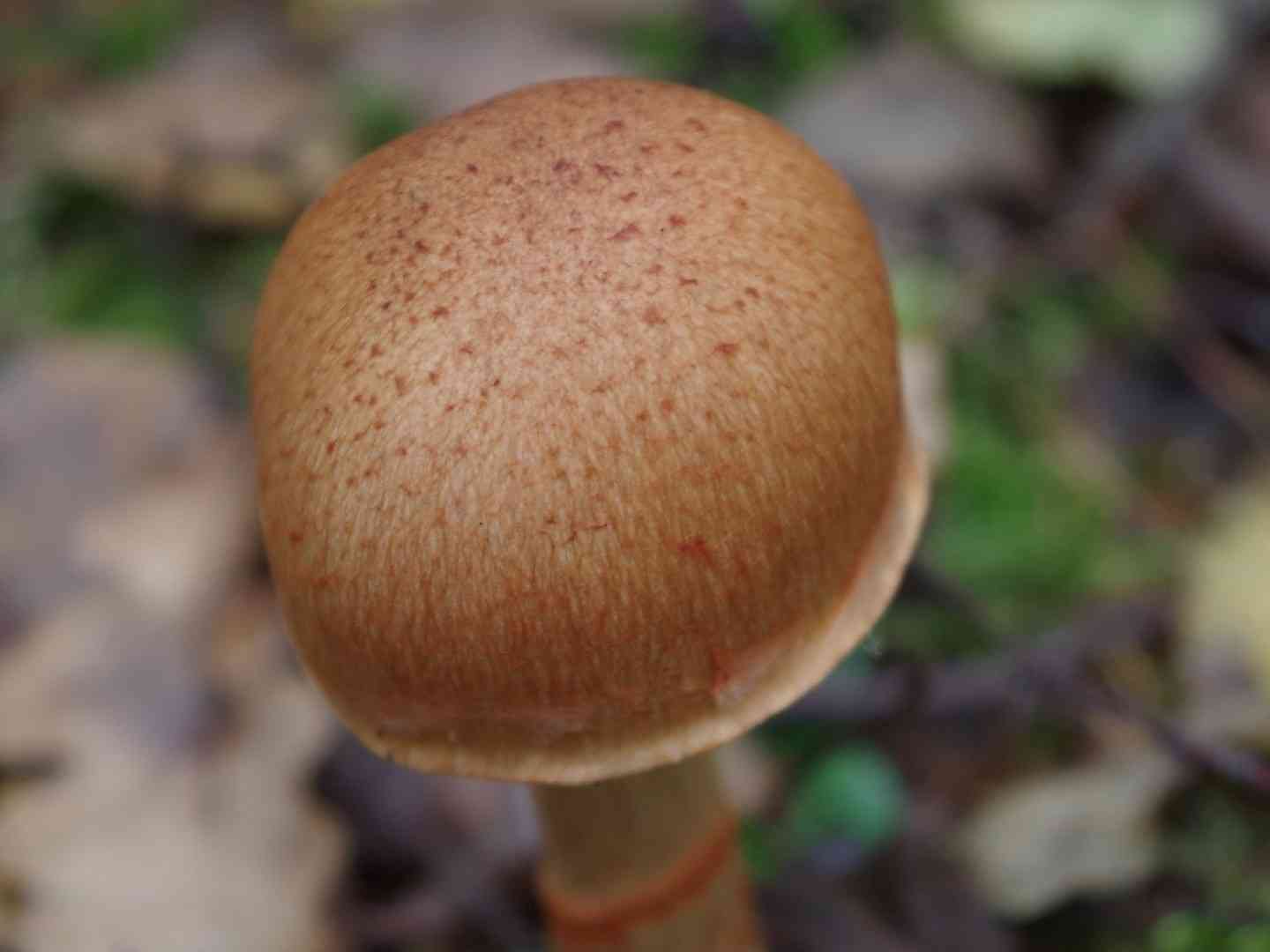Red-banded cortinarius (Cortinarius armillatus) thumbnail 3