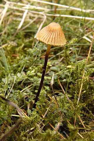 Hairy leg bell (Galerina vittiformis) thumbnail 2