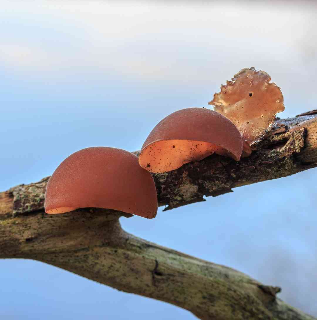 Jelly ear (Auricularia auricula-judae) thumbnail 3